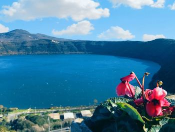 Close-up of red flowering plants by mountain against sky