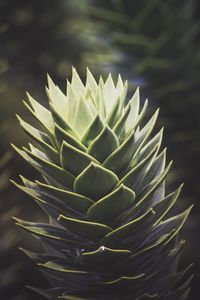 Close-up of cactus