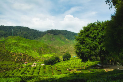 Scenic view of agricultural field against sky