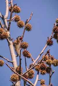 Low angle view of bird perching on tree against sky