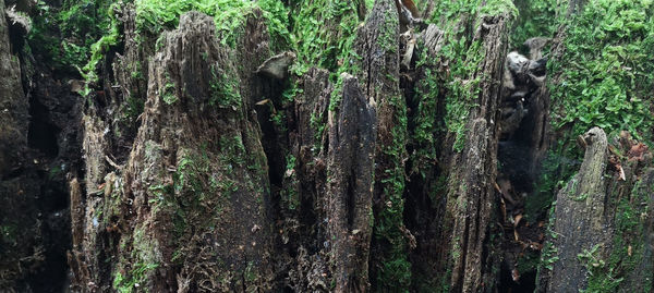 Full frame shot of trees in forest