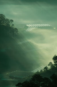View of greenhouses beside pine trees and hills in the fog