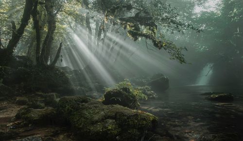 Scenic view of waterfall in forest