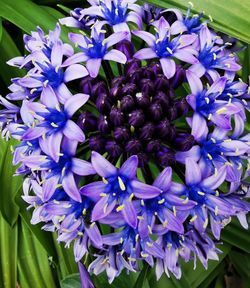 Close-up of purple flowering plants