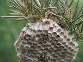 Close-up of wasps nest on a plant