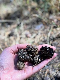 Close-up of hand holding fruit