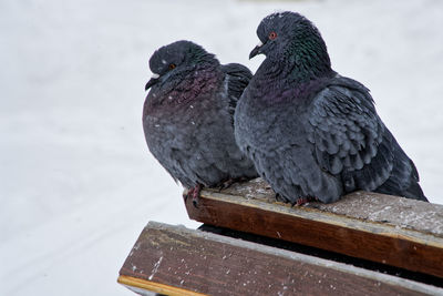 Close-up of birds perching on wood