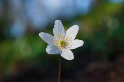 Close-up of white flowering plant