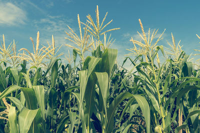 Close-up of crops growing on field against sky