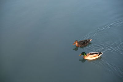 Ducks swimming in river