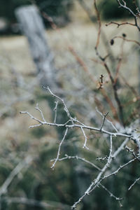 Close-up of bare tree branches during winter