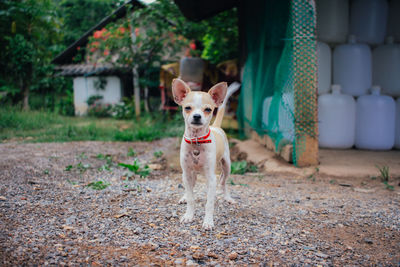Portrait of dog standing on land