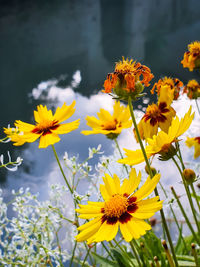 Close-up of yellow flowering plant