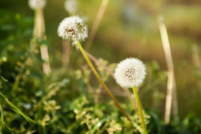 Close-up of dandelion flower on field