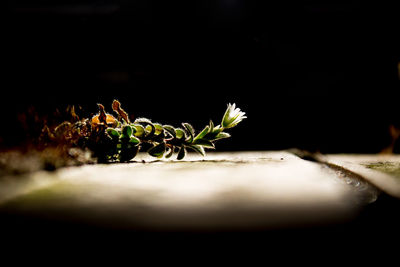 Close-up of potted plant