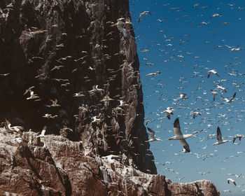 View of birds flying against the sky