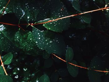 Close-up of water drops on plant