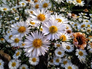 High angle view of daisies blooming on ground