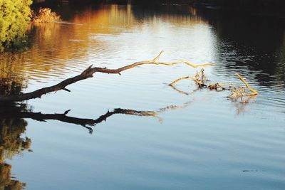 Reflection of trees in water