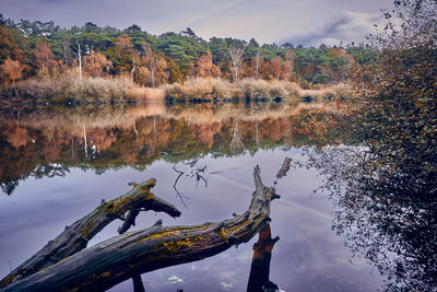 Reflection of tree in lake against sky