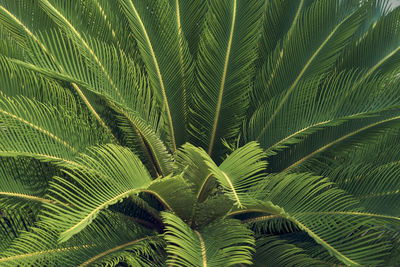 Full frame shot of palm tree leaves