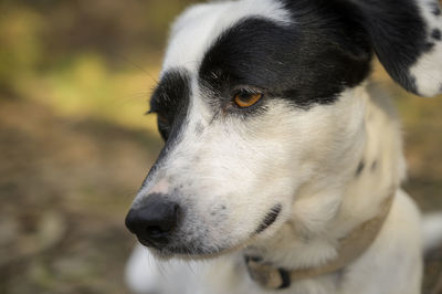 Close-up of dog