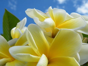 Close-up of white frangipani flowers against sky