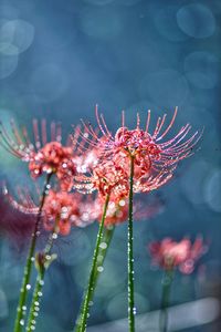 Red spider lilies in the sunshine