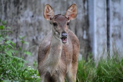 Portrait of deer standing on field