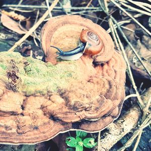 Close-up of snail