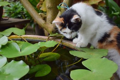 Cat looking away