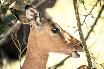 Close-up of horse