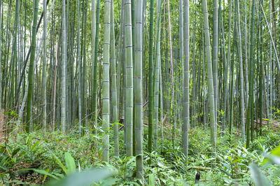 Bamboo trees in forest