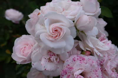 Close-up of rose bouquet