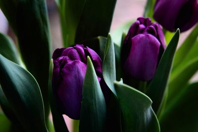 Close-up of purple flowering plant