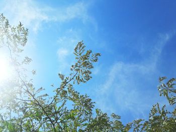 Low angle view of trees against blue sky