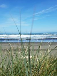 Close-up of grass on beach against blue sky