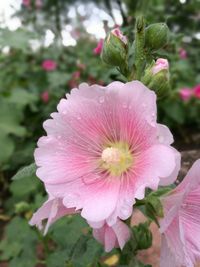 Close-up of pink flower blooming outdoors