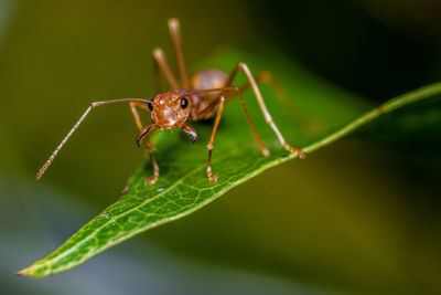 Close-up of red ant on green leaf, ant life in the garden with nature background.