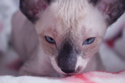 Cornish rex kitten 