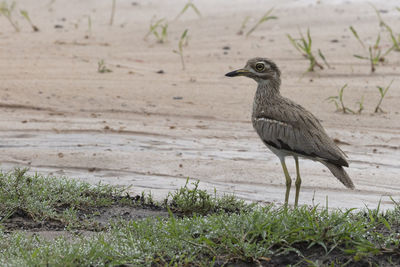 A water thick-knee in the mahango park of namibia