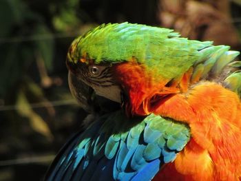 Close-up of parrot perching