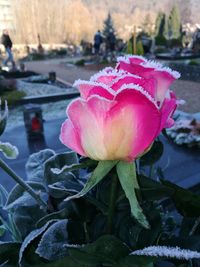 Close-up of pink flower blooming outdoors