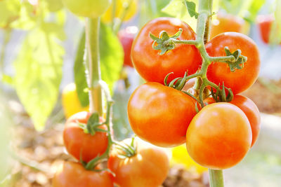 Close-up of tomatoes