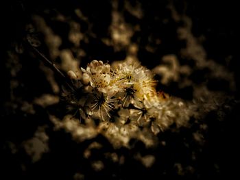 Close-up of white flowering plant