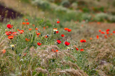 Close-up of yellow flowering poppies on field