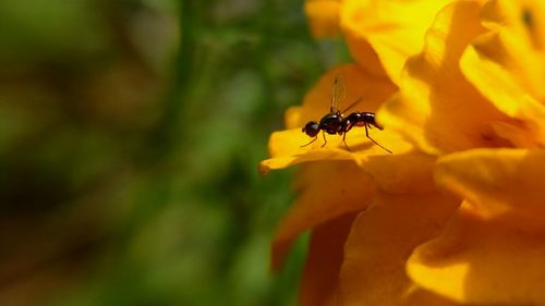 Close-up of insect on yellow flower