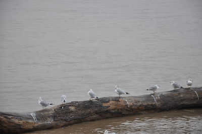 Seagulls perching on a lake