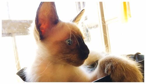 Close-up portrait of cat on window