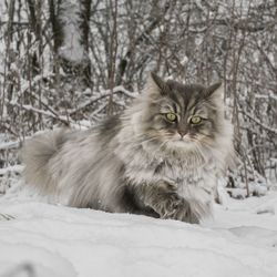 Portrait of cat on snow